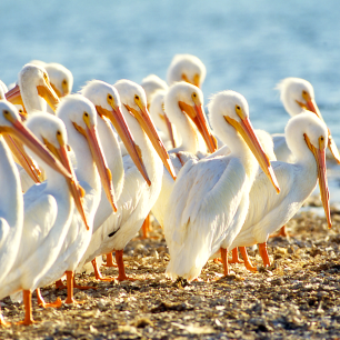 White-Pelicans